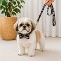 Haus of Pet Monogram Print Bow Collar & Leash Set – Luxe Designer-Inspired Dog Set