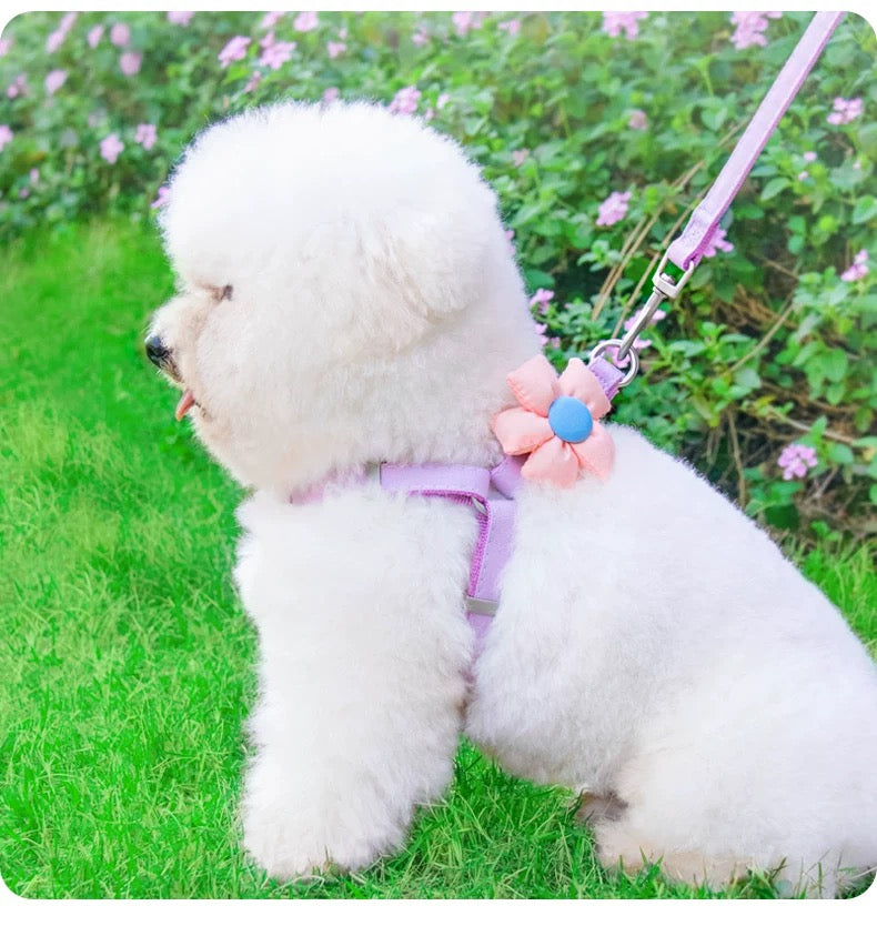 Small Pet Floral Harness and Leash