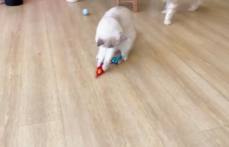 FOFOS Holiday Car Interactive Cat Toy